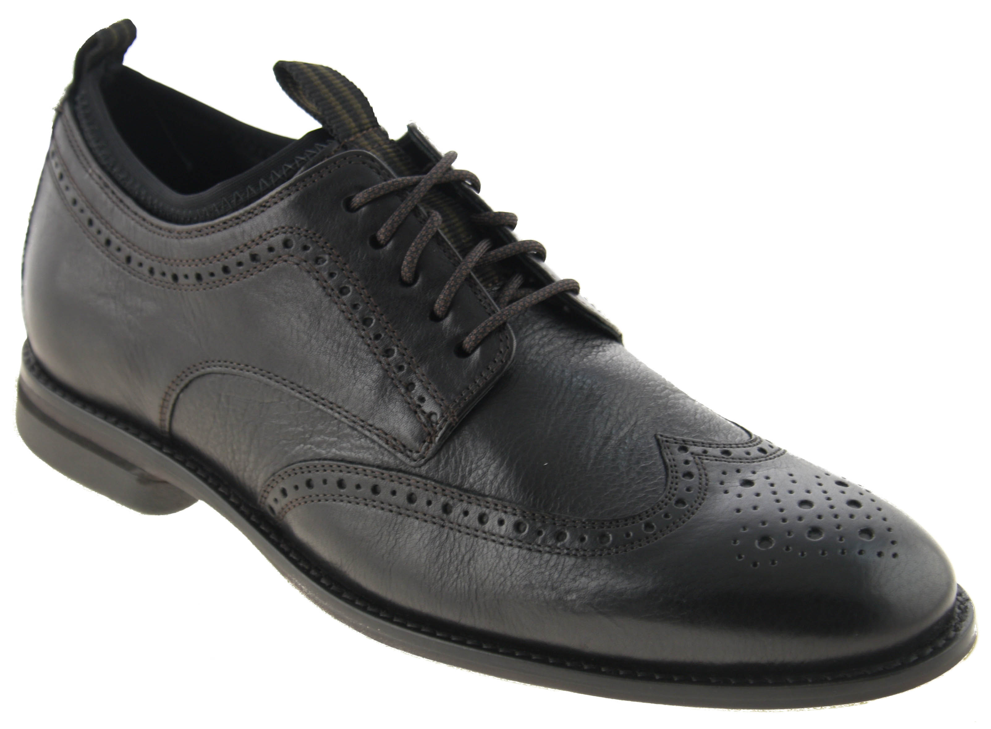holland long wing oxford